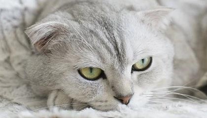 开云体育官网-国足绝杀阿根廷，C罗逆转建功中超