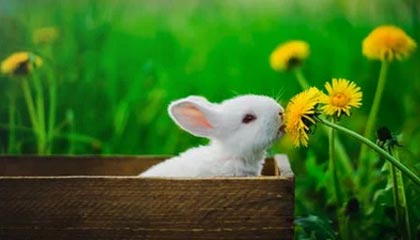 开云体育中国-西雅图海湾者队长激励全队，挑战强敌士气高昂